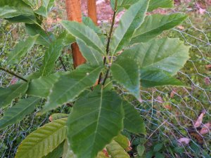 Quercus chapensis