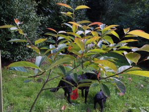 Nyssa leptophylla