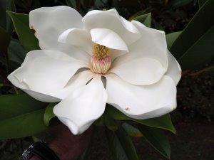 Magnolia grandiflora ‘Russet’