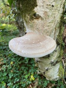 Piptoporus betulinus