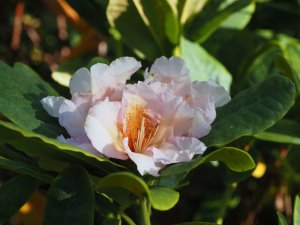 Rhododendron ‘Norfolk Candy’