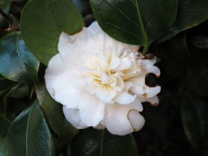 Camellia ‘Sode-goshuki’