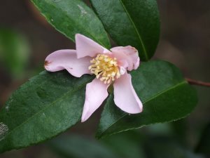 Camellia sasanqua ‘Maiden’s Blush’