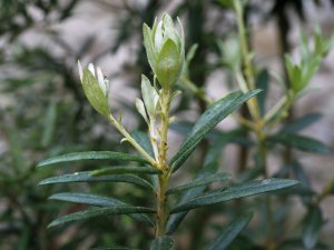 Pittosporum bicolor