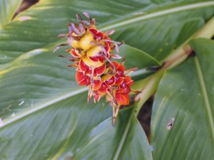 Hedychium coronarium