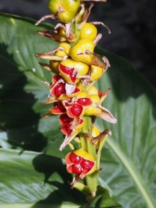 Hedychium coronarium