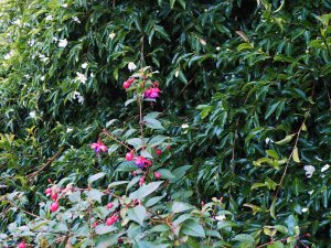 Fuchsia and the ancient Camellia sasanqua