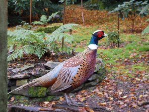 pheasant