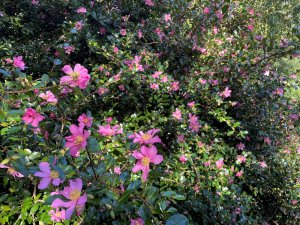Camellia sasanqua ‘Hugh Evans’