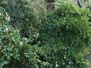 Camellia sasanqua (white) and Camellia sasanqua (pink) full out together in the sun