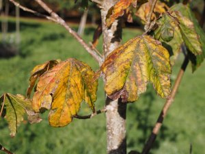 Acer sterculiaceum subsp. sterculiaceum