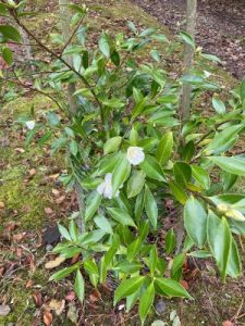 Camellia sasanqua ‘Snow Flurry’