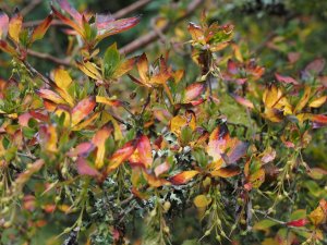 Enkianthus cernuus