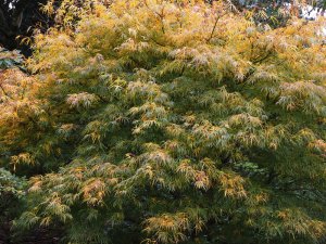 Acer palmatum ‘Scolopendrifolium’