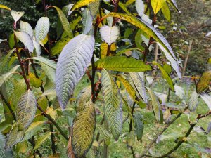 Salix fargesii