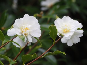 Camellia ‘Snow Flurry’