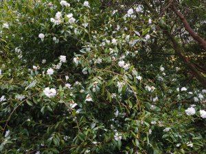 Camellia ‘Snow Flurry’