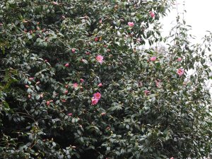 unnamed Camellia x williamsii