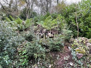 Dicksonia antarctica, Picea and Betula seedlings