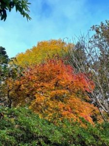 acer and the Liriodendron chinense