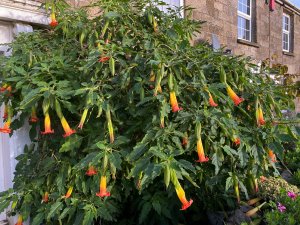 Datura sanguinea