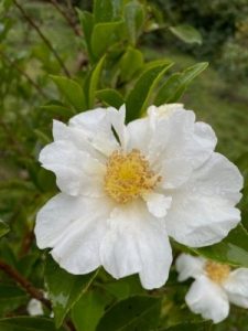 Camellia ‘Setsugekka’