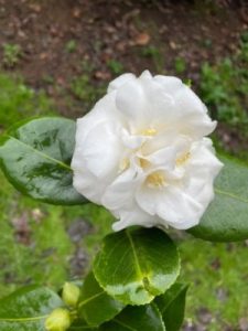 Camellia ‘Sode-gashuki’