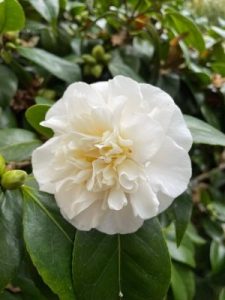 Camellia ‘Noblissima’