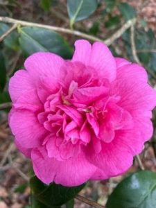 Camellia x williamsii ‘George Blandford’