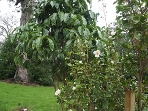 Camellia grijsii and Illicium majus