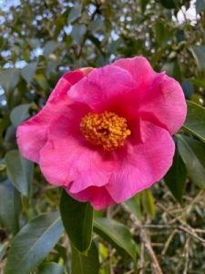 Camellia reticulata ‘Mary Williams’