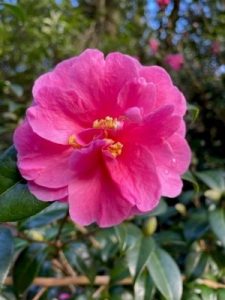 Camellia x williamsii ‘Inspiration’