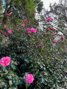 Camellia x williamsii ‘Inspiration’