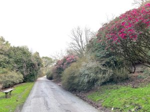 Rhododendron ‘Winter Intruder’