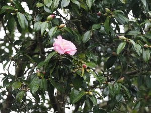 Camellia x williamisi ‘Donation’