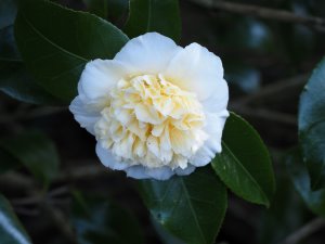 Camellia x williamsii ‘Jury’s Yellow’