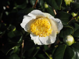 Camellia ‘White Nun’