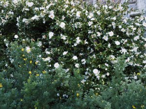 Camellia x vernalis ‘Dawn’ with Cytisus ‘Porlock’