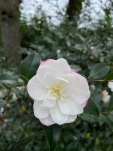 Camellia sasanqua ‘Paradise Blush’
