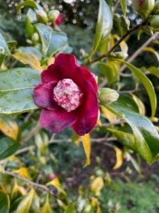 Camellia japonica ‘Bokuhan’