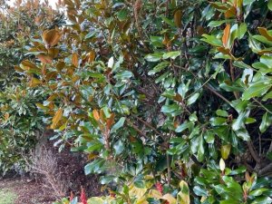 Magnolia grandiflora ‘Symmes Select’