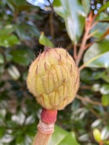 Magnolia grandiflora ‘Symmes Select’
