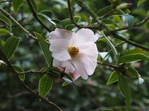 Camellia saluenensis