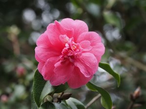Camellia x williamsii ‘ George Blandford’
