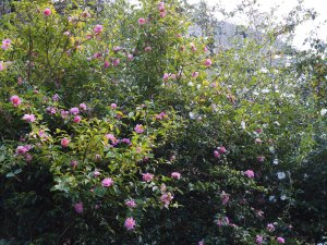 Camellia sasanqua ‘Paradise’ varieties