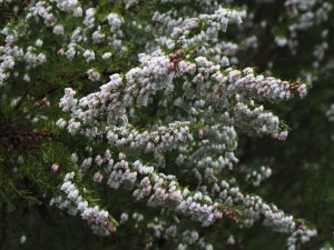 Erica arborea