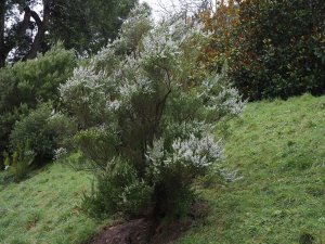 Erica arborea