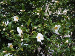 Camellia vernalis ‘Dawn’