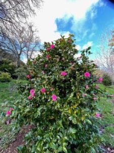 Camellia x williamsii ‘Debbie’