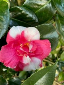 Camellia ‘The Czar’